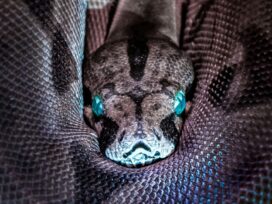 psychologyzine.com - Ophidiophobia, evolutionary psychology