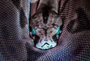 psychologyzine.com - Ophidiophobia, evolutionary psychology